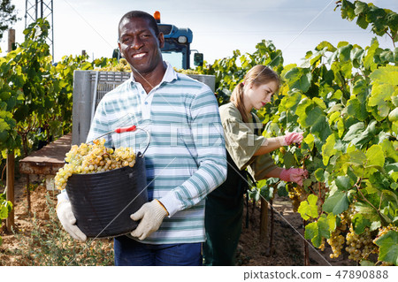 Experienced male and female workers harvesting fresh grapes at vineyard Experienced male and female workers harvesting fresh grapes at vineyard 47890888