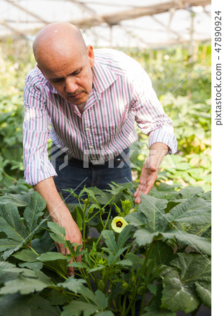 Gardener checking okra plants Gardener checking okra plants 47890924