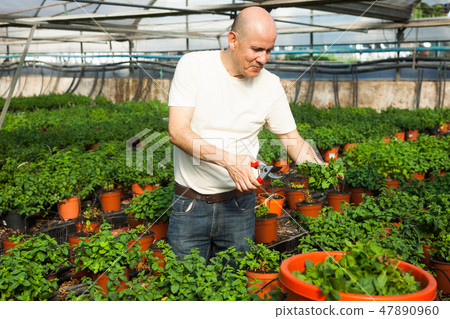 Gardener working with mint plants Gardener working with mint plants 47890960