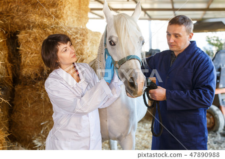 Vet giving medical exam to horse Vet giving medical exam to horse 47890988