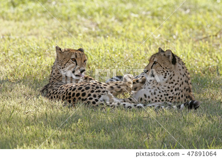 Cheetahs Cheetahs 47891064