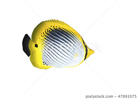 Butterflyfish 47891075