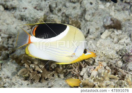 Saddled Butterflyfish 47891076