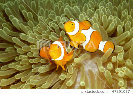Two Clown Anemonefishes Two Clown Anemonefishes 47891087