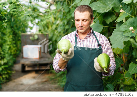 Man horticulturist in apron and gloves picking zucchinis in garden Man horticulturist in apron and gloves picking zucchinis in garden 47891102