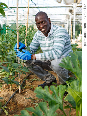 Male worker tying up tomato plants 47892152