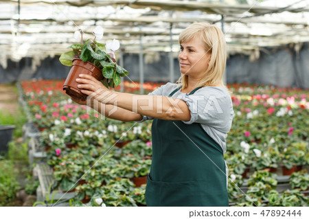Mature female gardener choosing flowers of white cyclamen in pot 47892444