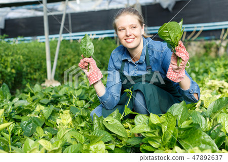 Positive female horticulturist in apron working with creeping spinach 47892637