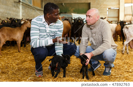 Breeders discussing goatlings on farm Breeders discussing goatlings on farm 47892763