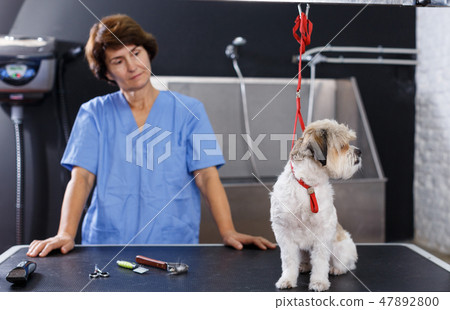 Havanese puppy waiting for grooming 47892800