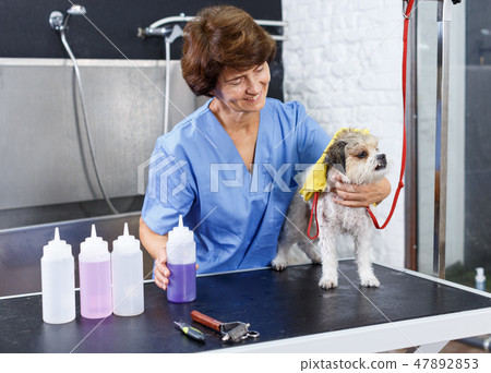 Female groomer drying puppy with towel Female groomer drying puppy with towel 47892853