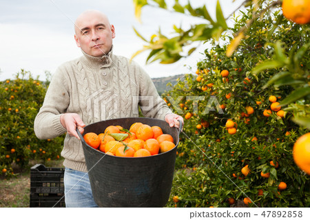 Man in sweater harvesting tangerines Man in sweater harvesting tangerines 47892858