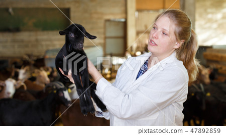 Female breeder with goatlings Female breeder with goatlings 47892859