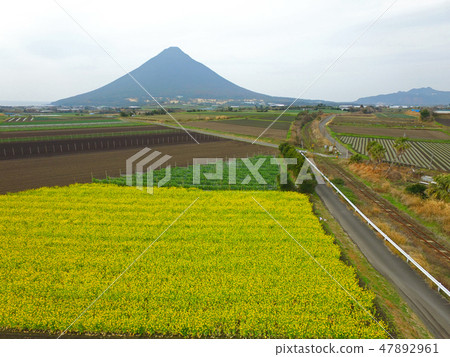 Scenery of Kami-dake and Nanohana Farm 47892961