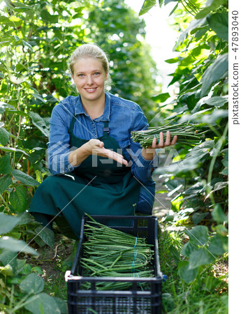 Female horticulturist picking harvest of habichuela to crate in hothouse Female horticulturist picking harvest of habichuela to crate in hothouse 47893040