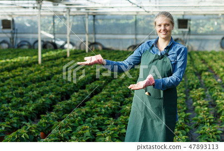 Woman working with poinsettia Woman working with poinsettia 47893113