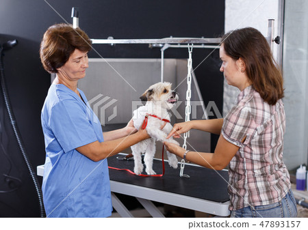 Woman with dog consulting by veterinarian 47893157