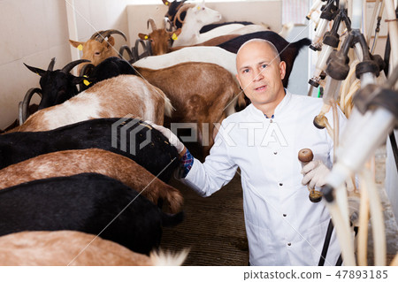 Man milking goats on farm 47893185
