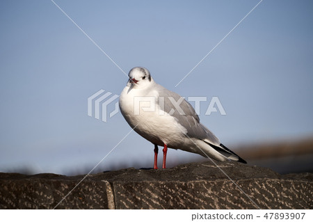 Yurikome (Yokohama Port) 47893907