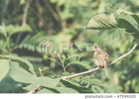 Bird (Streak-eared bulbul) on tree in nature wild Bird (Streak-eared bulbul) on tree in nature wild 47894020