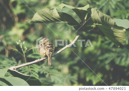 Bird (Streak-eared bulbul) on tree in nature wild Bird (Streak-eared bulbul) on tree in nature wild 47894021