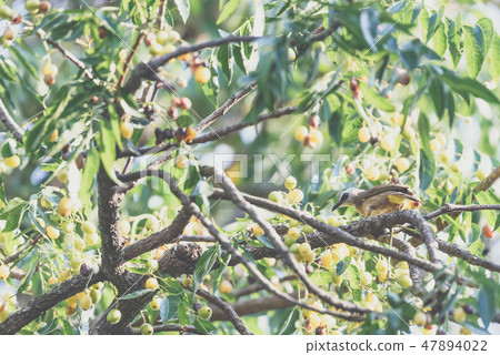 Bird (Yellow-vented Bulbul) on tree in nature wild Bird (Yellow-vented Bulbul) on tree in nature wild 47894022