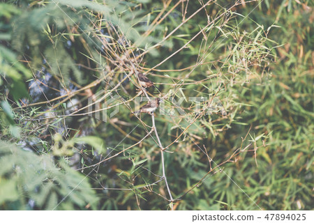 Bird (Scaly-breasted Munia) in a nature wild Bird (Scaly-breasted Munia) in a nature wild 47894025