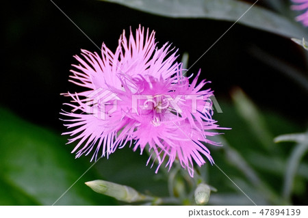 Pink nadesico blooming in Mitaka Nakahara 47894139