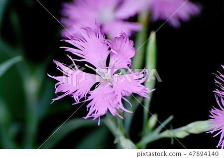 開花在三鷹中原的桃紅色nadesico 47894140