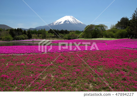 富士柴葉櫻花節 47894227
