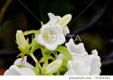 White Campanula blooming in Mitaka Nakahara 47894362