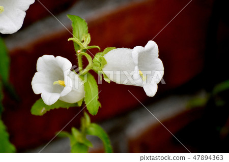 開花在三鷹中原的白色風輪草 開花在三鷹中原的白色風輪草 47894363