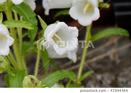 開花在三鷹中原的白色風輪草 47894364