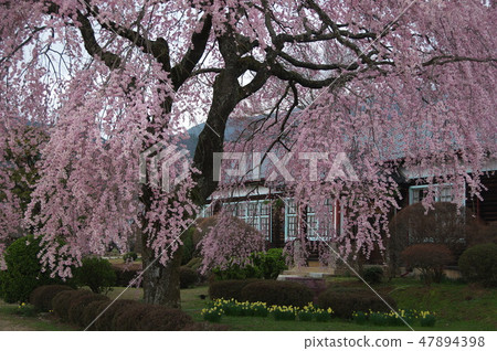 Branched cherry blossoms at Iida School, Iida City, Nagano Prefecture Branched cherry blossoms at Iida School, Iida City, Nagano Prefecture 47894398