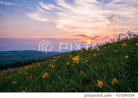(Nagano prefecture) Nikko Kisoge Blooms, Summer Kirigamine sunset view (Nagano prefecture) Nikko Kisoge Blooms, Summer Kirigamine sunset view 47894594