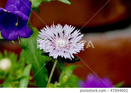 開花在三鷹中原的淺紫色的甲蟲 47894602