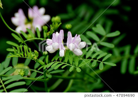 開花在三鷹中原的稀薄的桃紅色冠巢菜屬植物 47894690