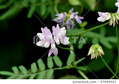 開花在三鷹中原的稀薄的桃紅色冠巢菜屬植物 47894691