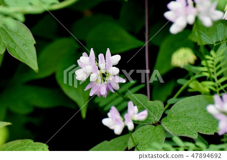 開花在三鷹中原的稀薄的桃紅色冠巢菜屬植物 47894692