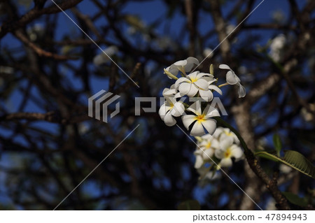 雞蛋花 雞蛋花 47894943