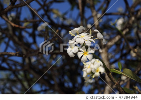雞蛋花 雞蛋花 47894944