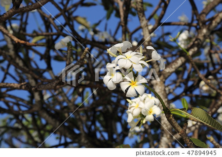 雞蛋花 雞蛋花 47894945