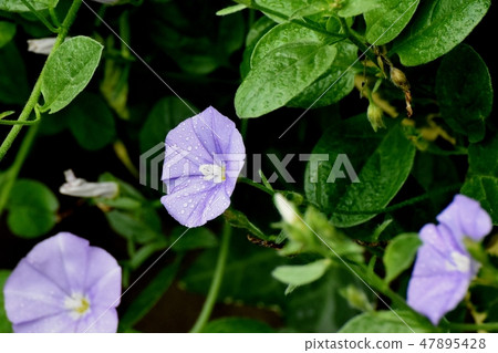 三鷹中原淺紫色的hiragao花盛開在雨季 47895428