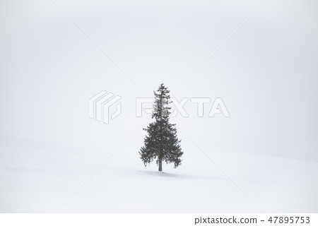 Christmas tree  47895753