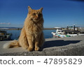 貓在港口 47895829