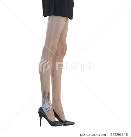 女性解剖肌肉3DCG例證材料 47896348