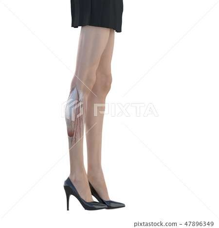 女性解剖肌肉3DCG例證材料 47896349