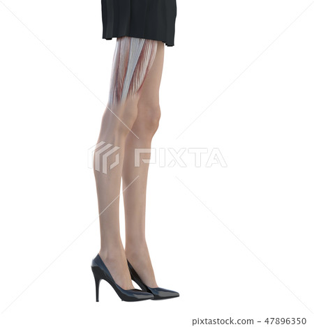 女性解剖肌肉3DCG例證材料 47896350