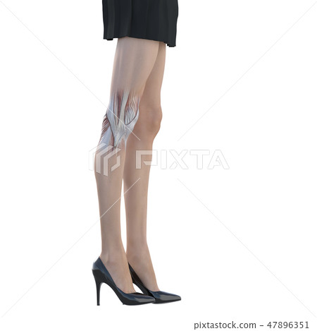 女性解剖肌肉3DCG例證材料 47896351