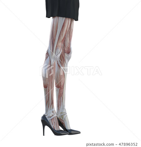 女性解剖肌肉3DCG例證材料 47896352